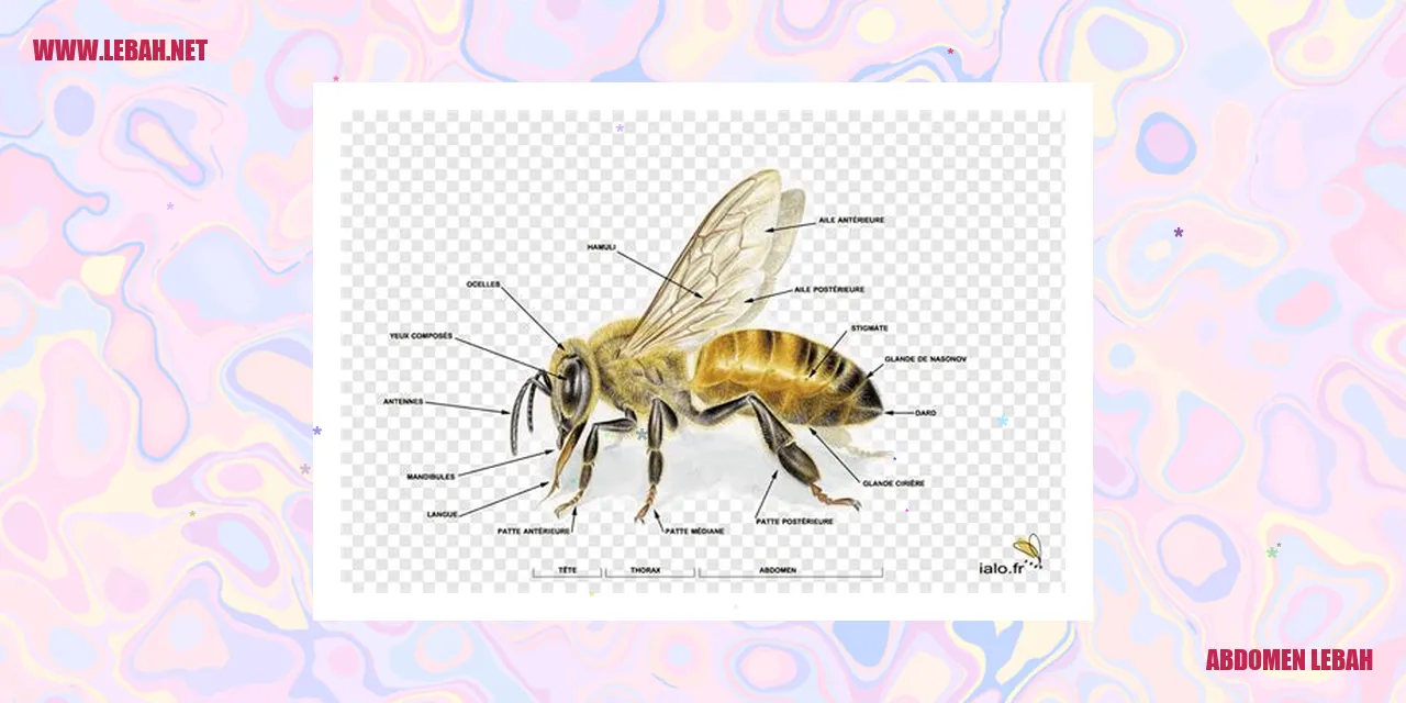 Gambar abdomen lebah