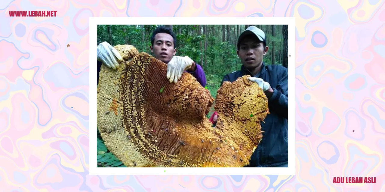 Adu Lebah Asli
