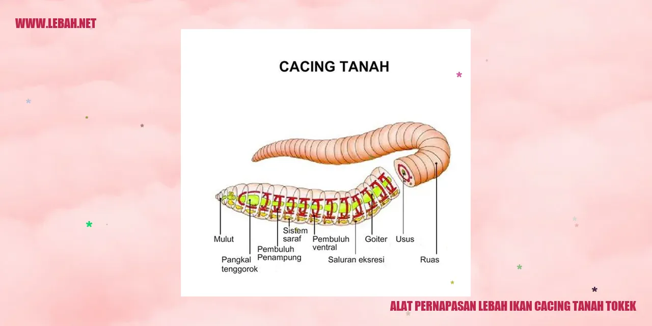 alat pernapasan lebah ikan cacing tanah tokek