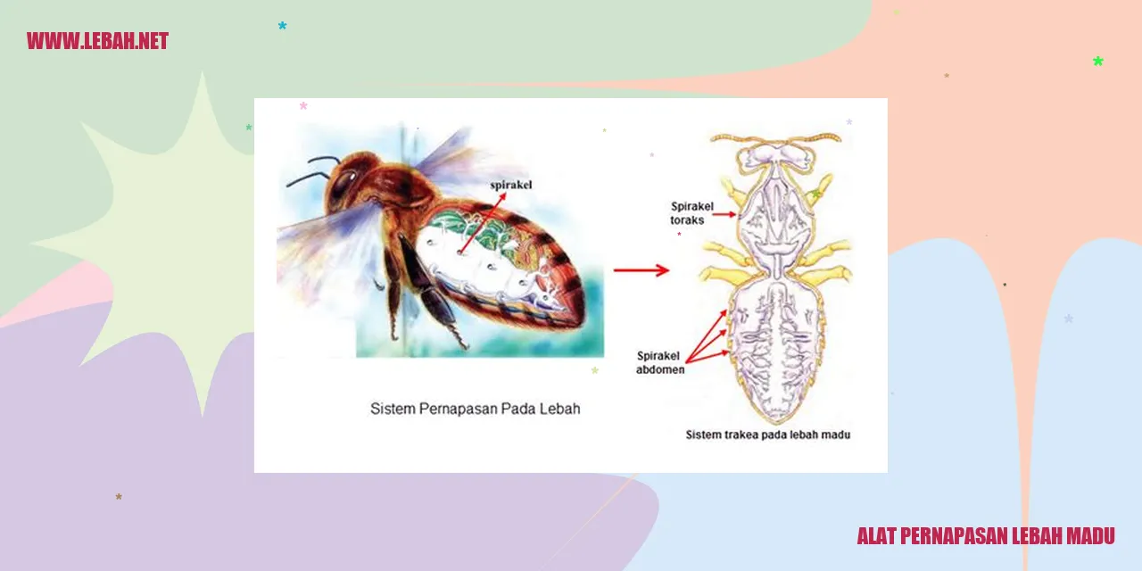 Alat Pernapasan Lebah Madu