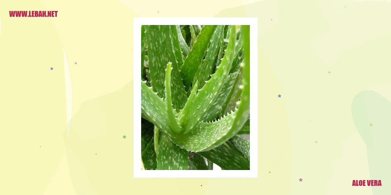 aloe vera