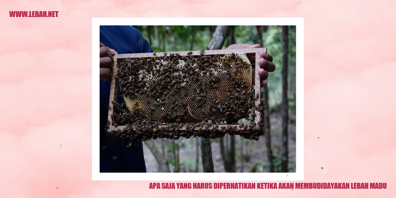 budidaya lebah madu