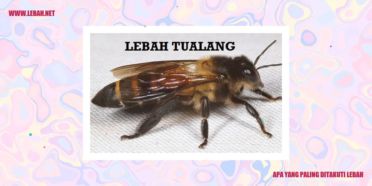 Lebah Mengeluarkan Sengatan