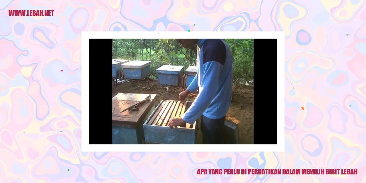 bibit lebah