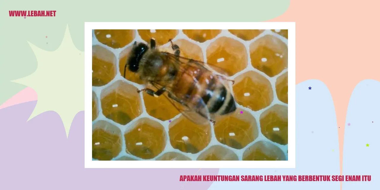 apakah keuntungan sarang lebah yang berbentuk segi enam itu