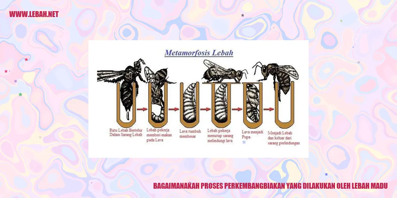 Proses Perkembangbiakan Lebah Madu