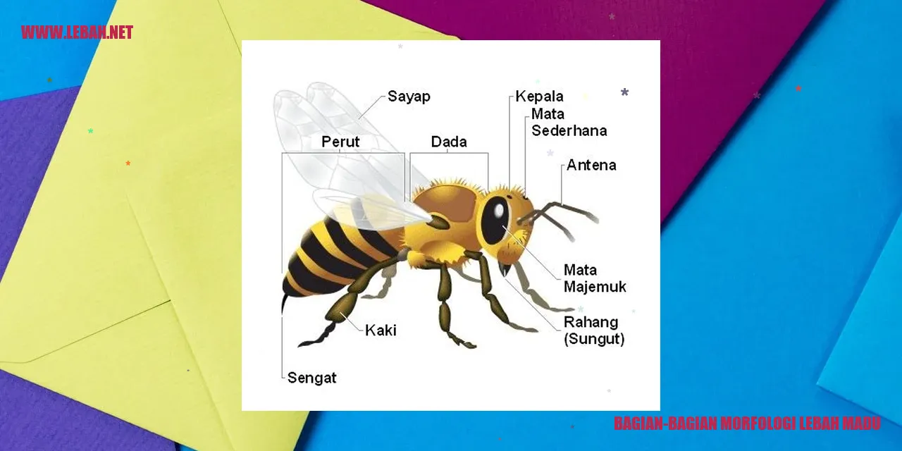 Kepala Lebah Madu