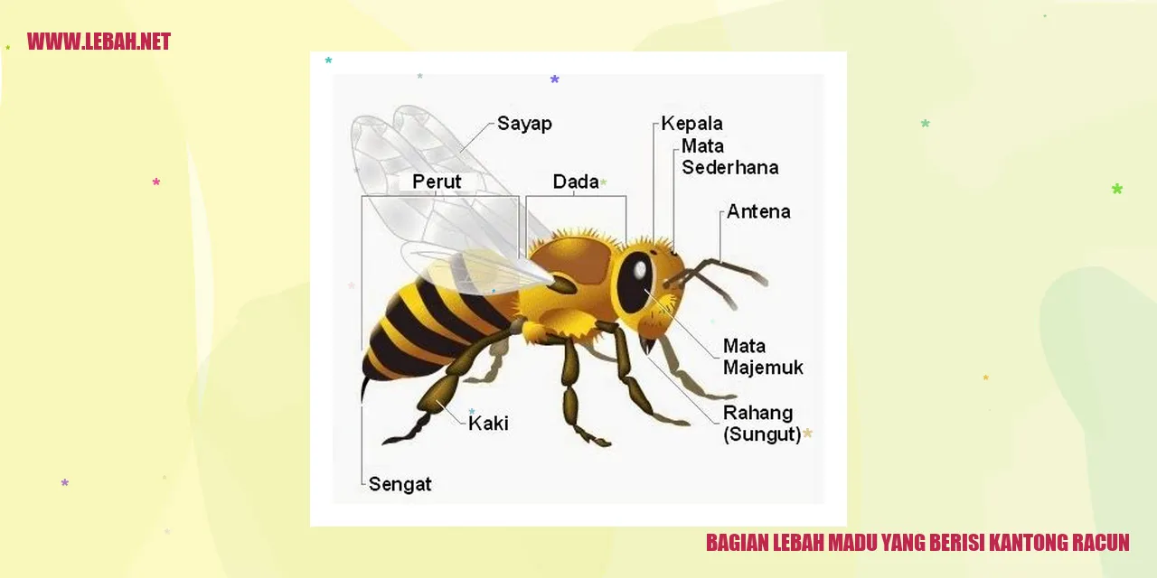 Bagian Lebah Madu yang Berisi Kantong Racun