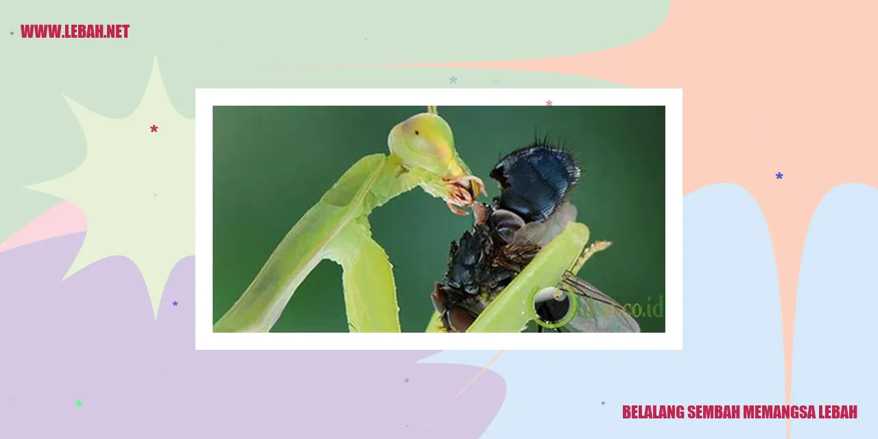 Belalang Sembah