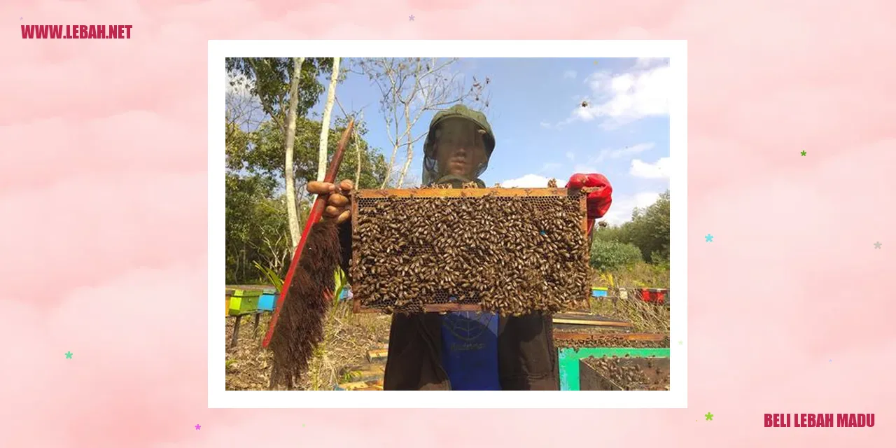 beli lebah madu