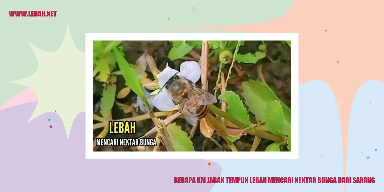 Gambar lebah mencari nektar