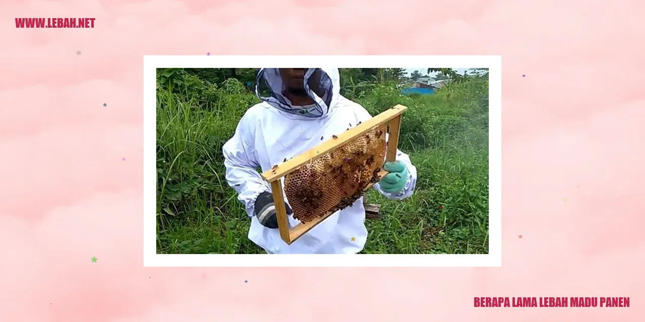 Gambar Lebah Madu