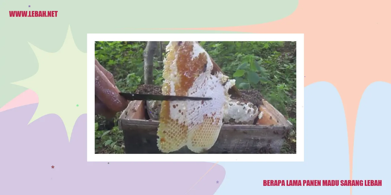 Gambar Madu Sarang Lebah