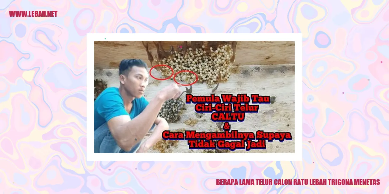 Gambar Telur Calon Ratu Lebah Trigona