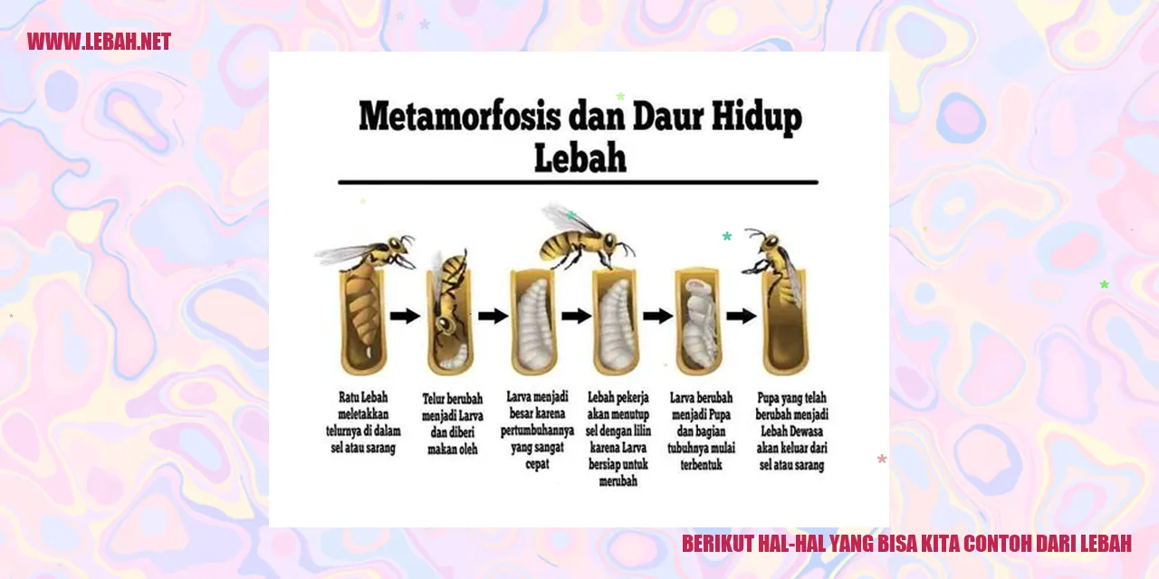 berikut hal-hal yang bisa kita contoh dari lebah