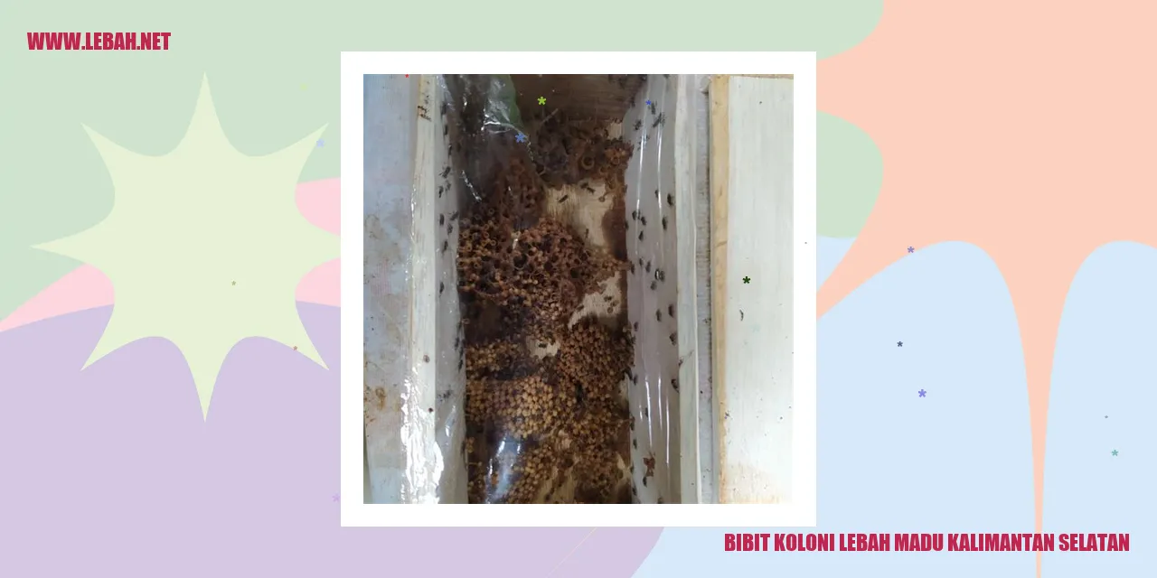 Bibit Koloni Lebah Madu Kalimantan Selatan
