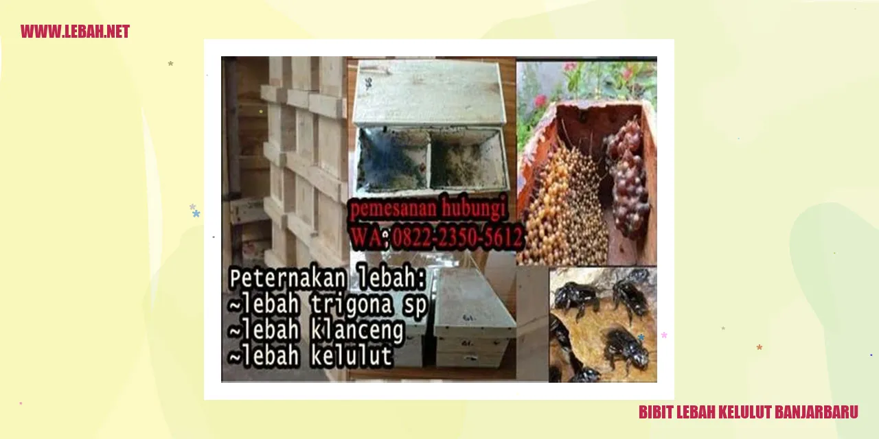 bibit lebah kelulut banjarbaru