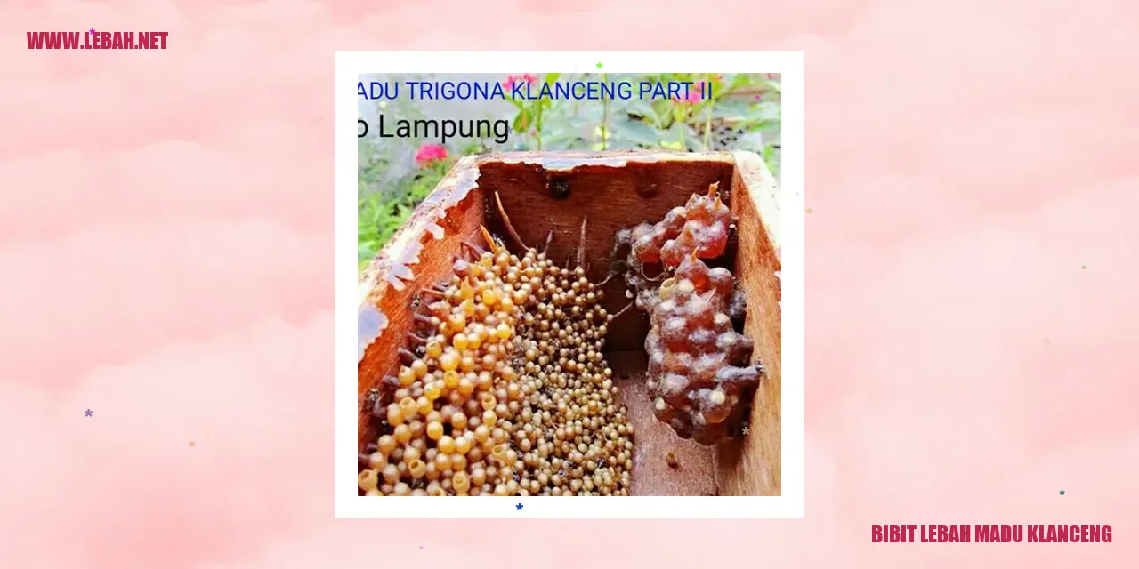 Bibit Lebah Madu Klanceng