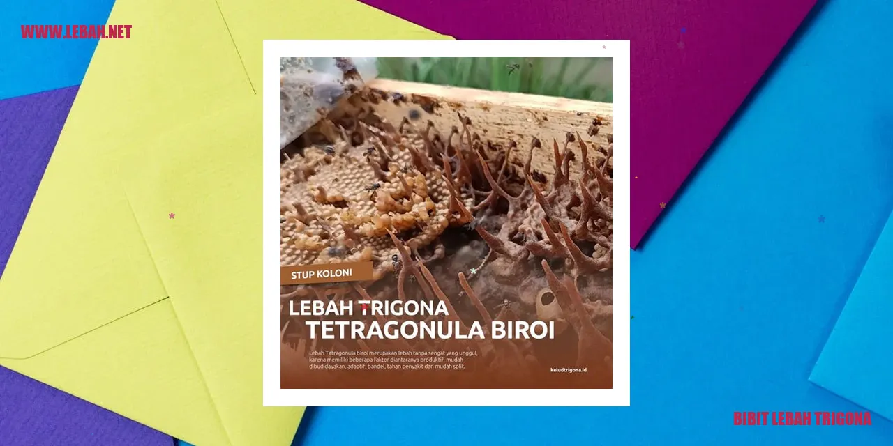 bibit lebah trigona