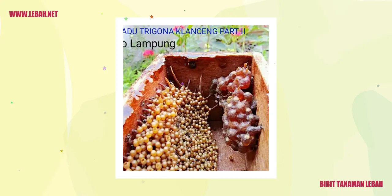 Bibit Tanaman Lebah
