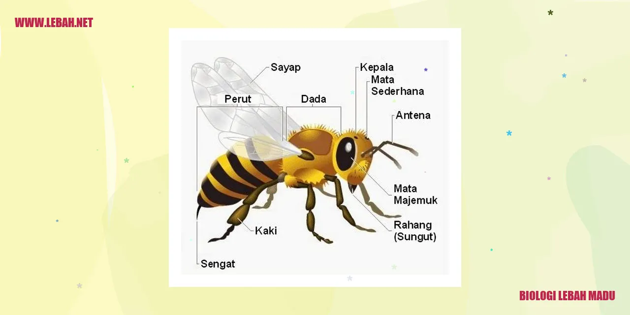 Lebah Madu