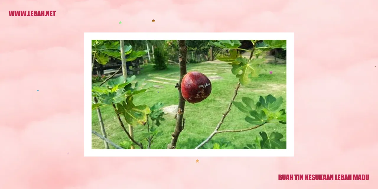 Buah Tin Kesukaan Lebah Madu