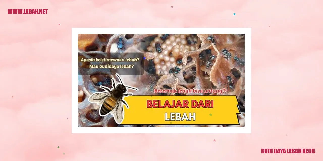 budi daya lebah kecil