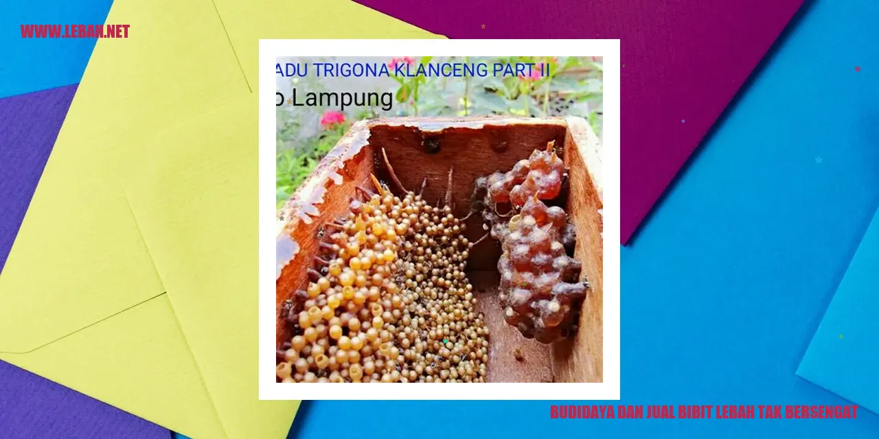 Budidaya dan Jual Bibit Lebah Tak Bersengat