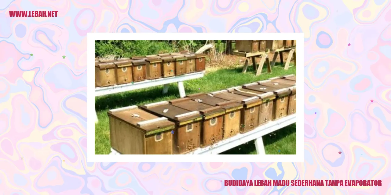 budidaya lebah madu sederhana tanpa evaporator