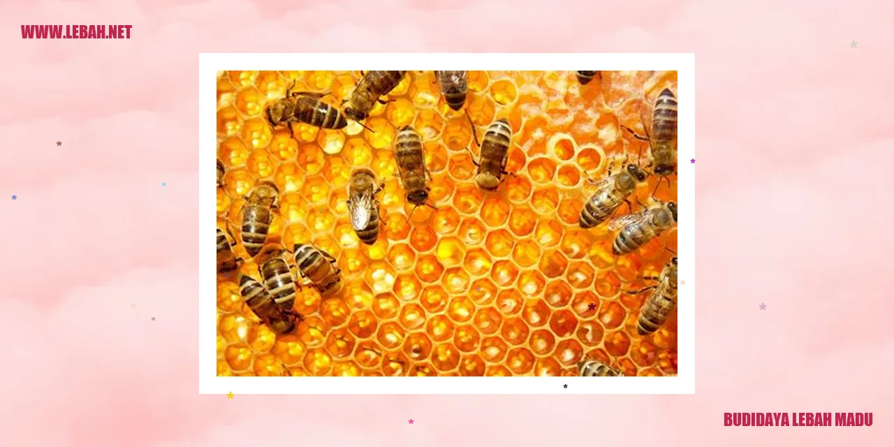 budidaya lebah madu