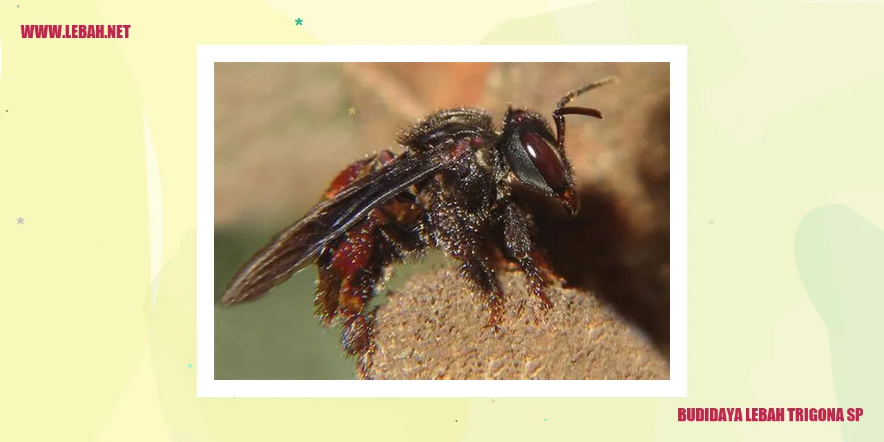 lebah trigona sp