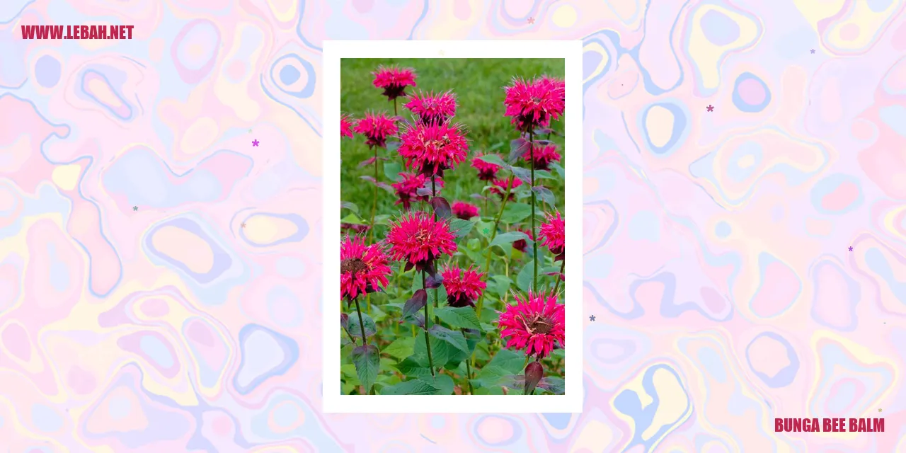 Bunga Bee Balm