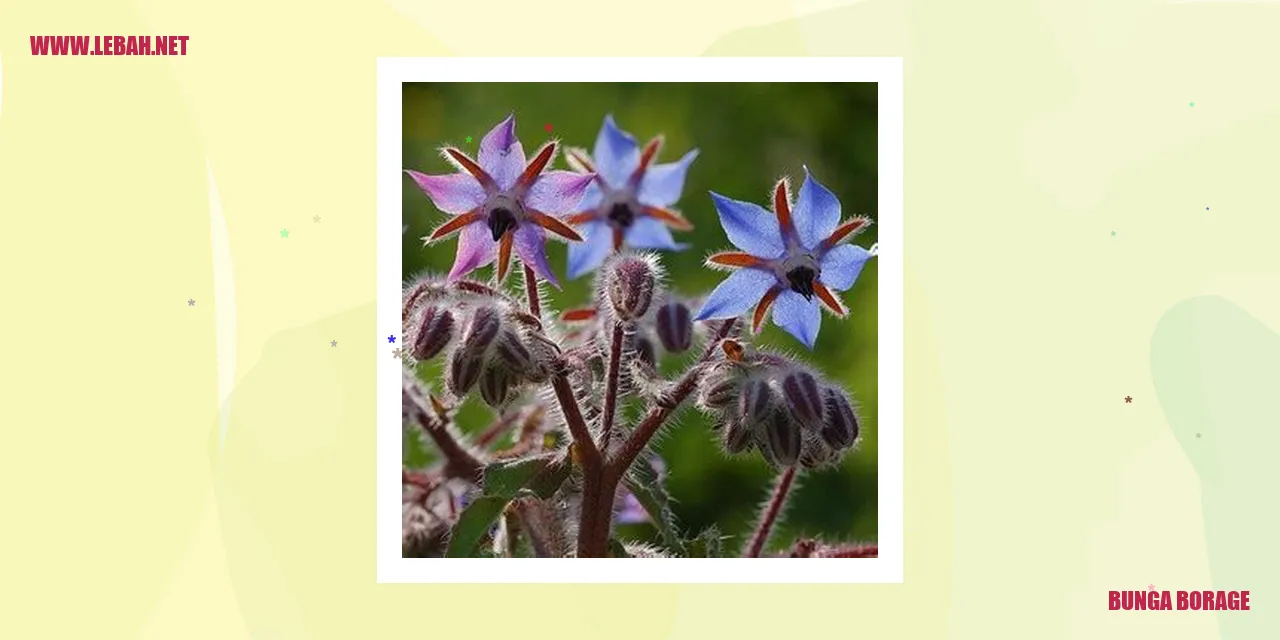 Bunga Borage