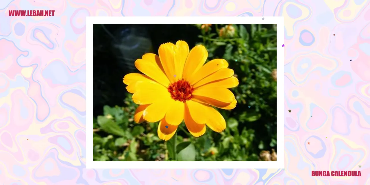 Bunga Calendula
