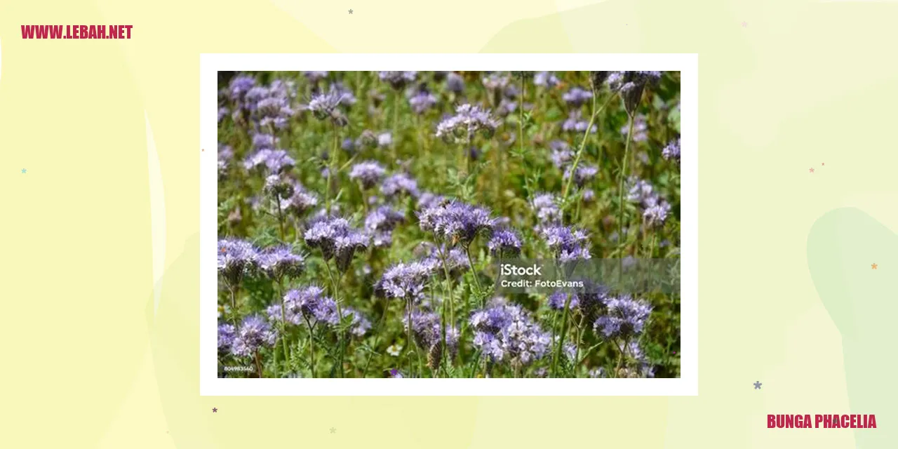 Bunga Phacelia