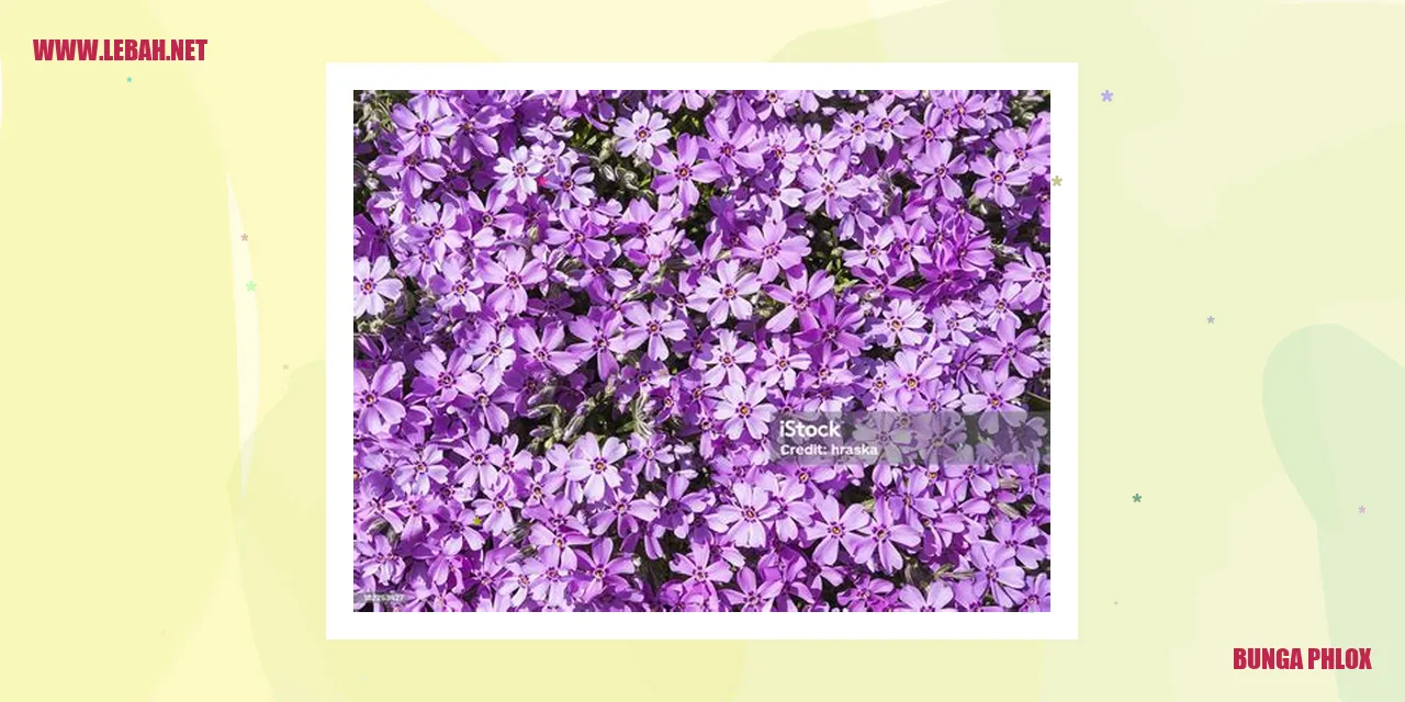 Bunga Phlox