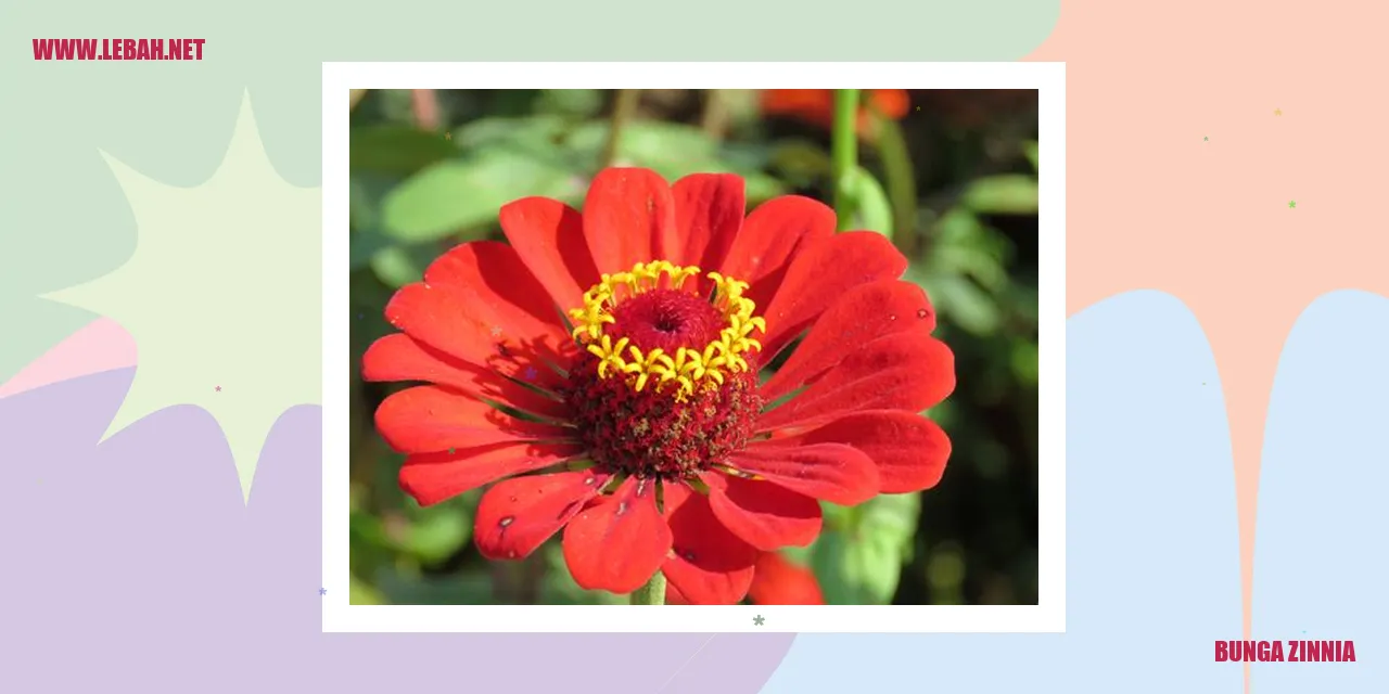 Bunga Zinnia