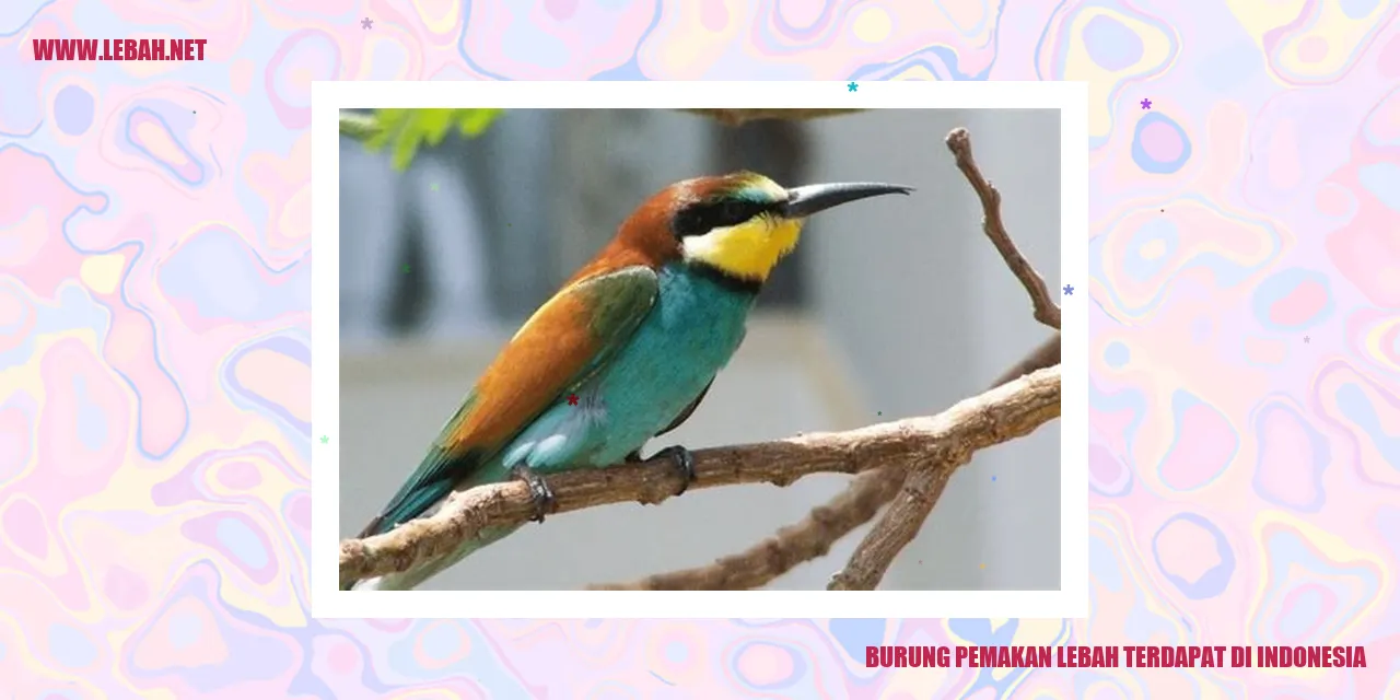 burung pemakan lebah terdapat di Indonesia