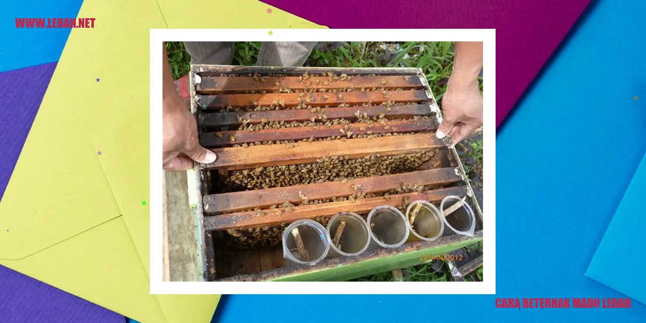 cara beternak madu lebah