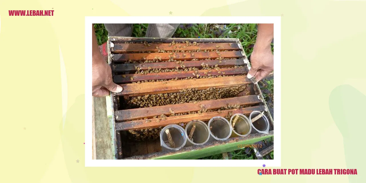 Cara membuat pot madu lebah trigona