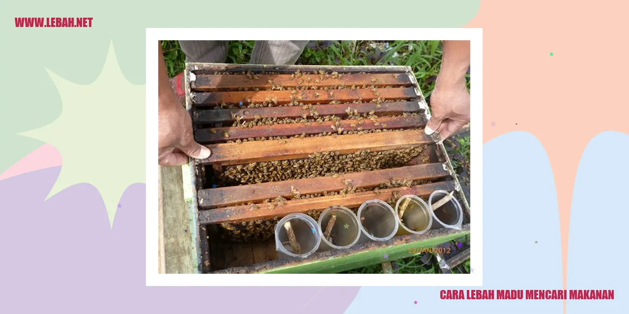 lebah madu mencari makanan