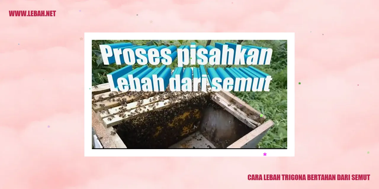 Lebah Trigona