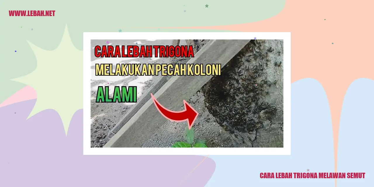 Semut menyerang lebah Trigona