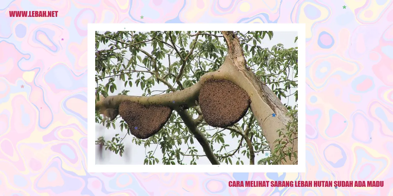 Sarang lebah hutan