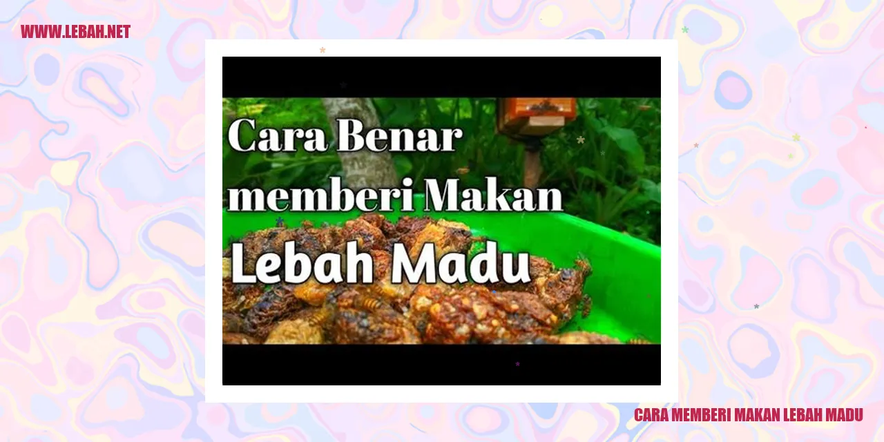 cara memberi makan lebah madu