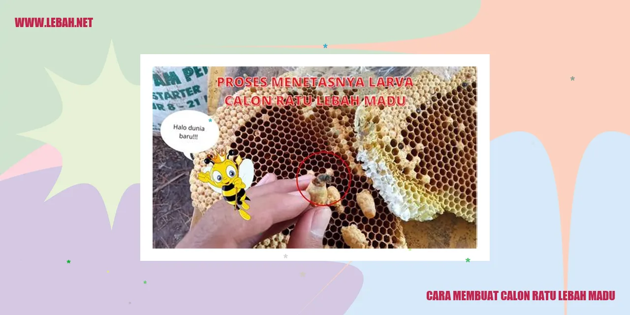 Cara membuat calon ratu lebah madu