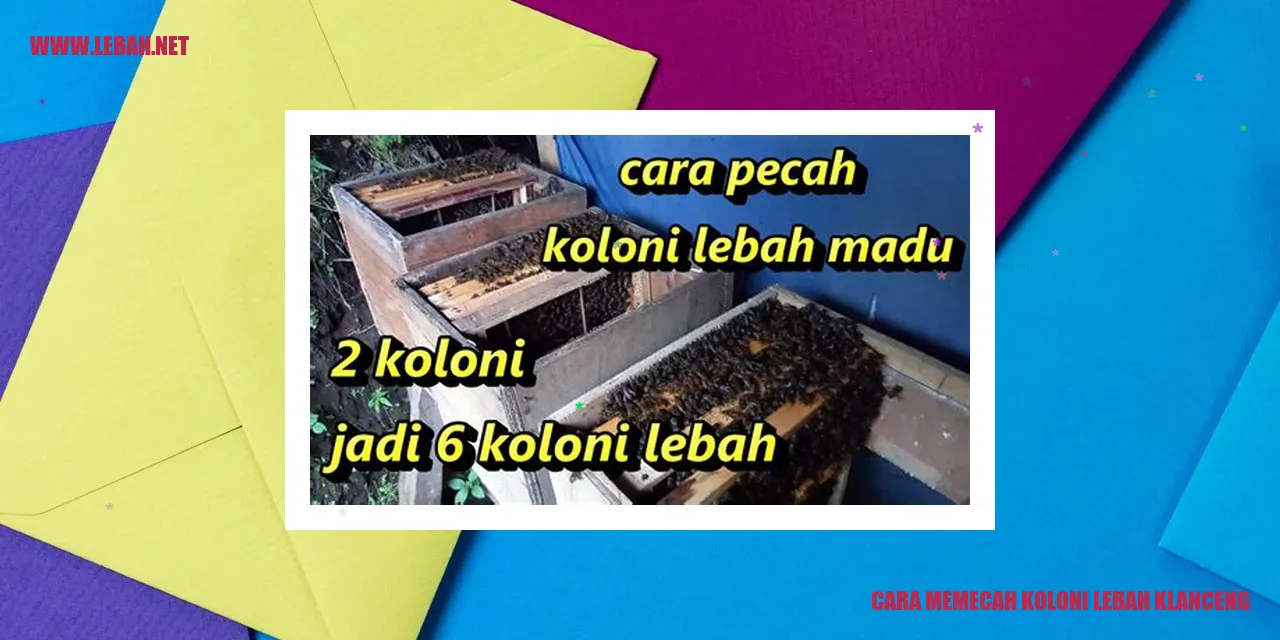 Lebah Klanceng