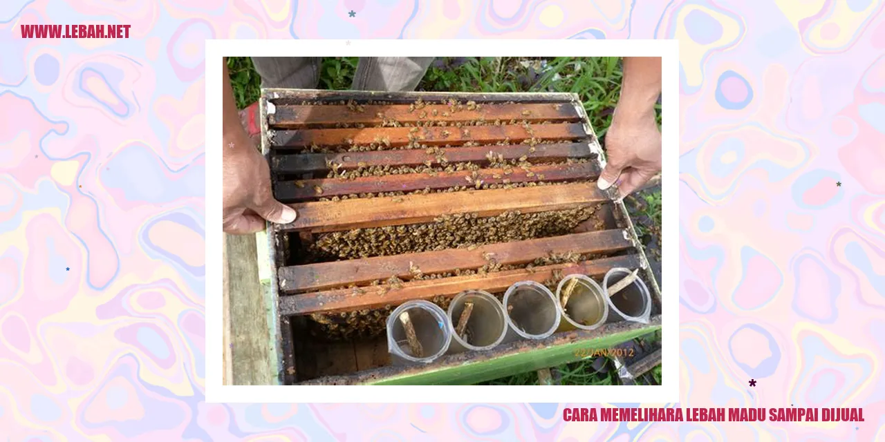 Cara Memelihara Lebah Madu