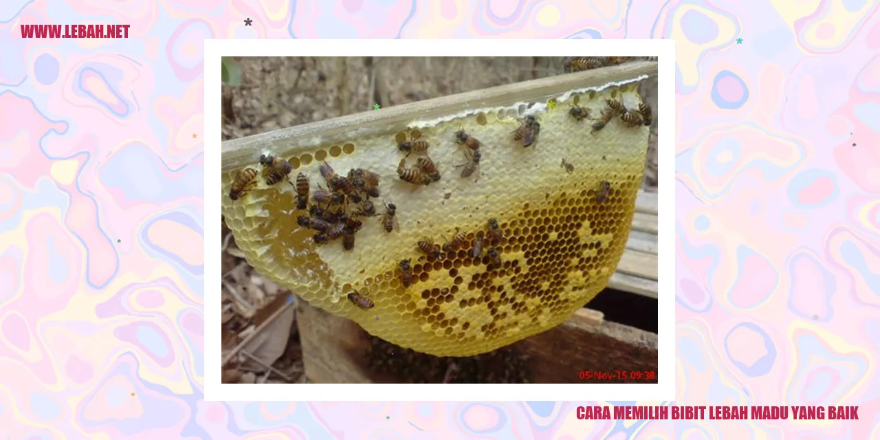 cara memilih bibit lebah madu yang baik