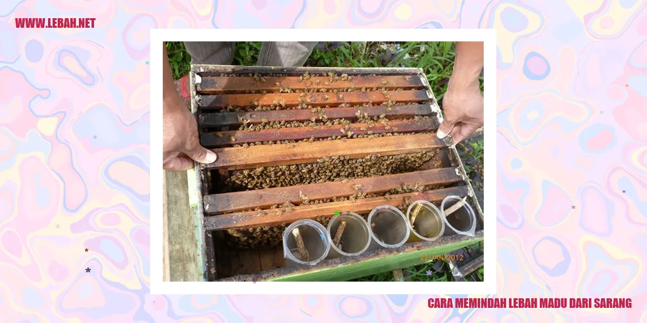 Gambar Lebah Madu